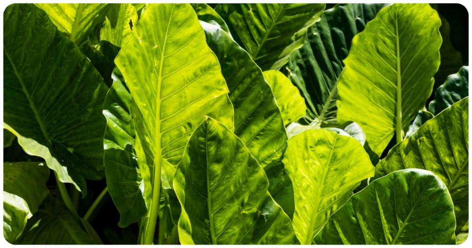 a quoi sert la nicotine